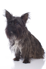 Cairn Terrier auf weiß