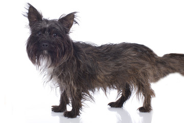 Cairn Terrier isoliert