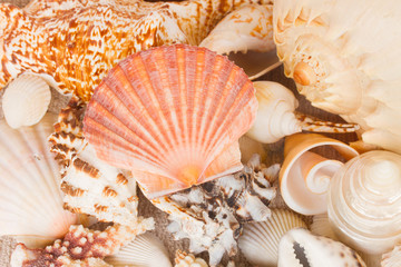 pile of seashells