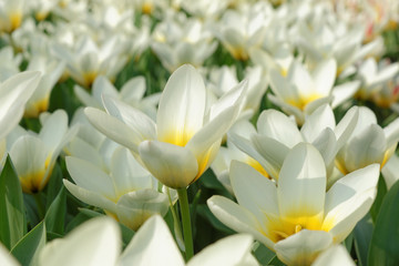 Fototapeta premium Weisse Tulpen