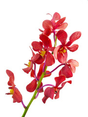 Red orchid isolated on white background