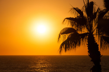 Evening sea, palm trees, sunset