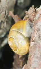 Snail on wood