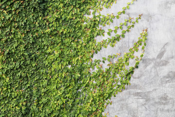 Green creeper on cement wall