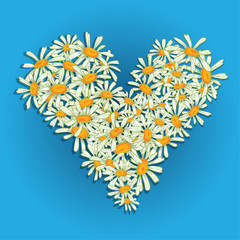 Heart flowers camomile