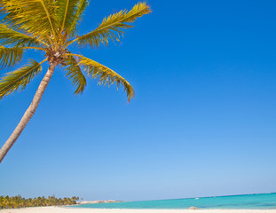 Caribbean sea and palm tree
