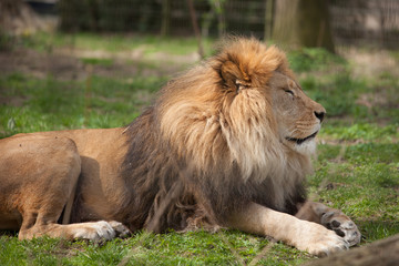 Löwe © Angelika Bentin