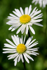 Obraz premium White Daisy