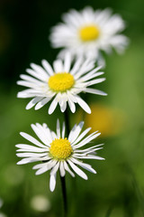 Obraz premium White Daisy