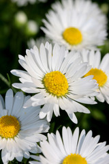 White Daisy