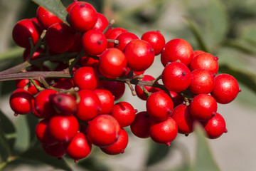 red berries in spring