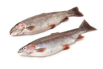 Rainbow Trout Fish
