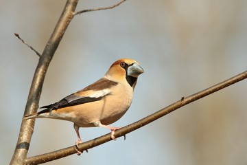 Fototapeta premium Grosbeak - Coccothraustes coccothrautes on a branch