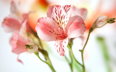 Just opening alstroemeria lily flowers macro on white background