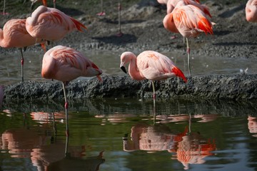 Flamingos