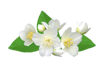 White flower (jasmine) isolated on white background.