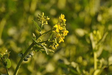 Rapsbl&uuml;te