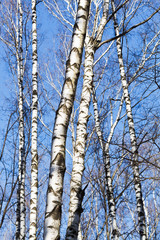 Fototapeta premium naked birch trunks in spring