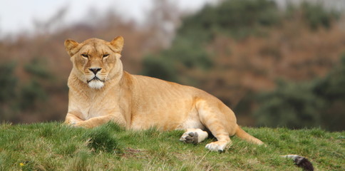 Fototapeta na wymiar Lwica (Panthera Leo)