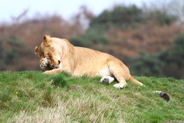 Fototapeta na wymiar Lwica (Panthera Leo)