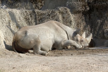 Fototapeta premium Nashorn