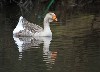 oie grise sur l'étang