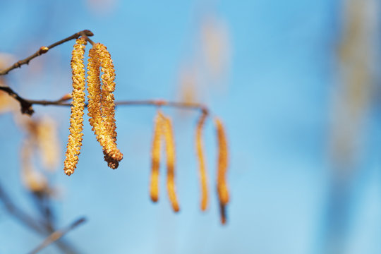 Male catkins of Alder tree close