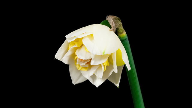 Yellow narcissus flower blooming timelapse