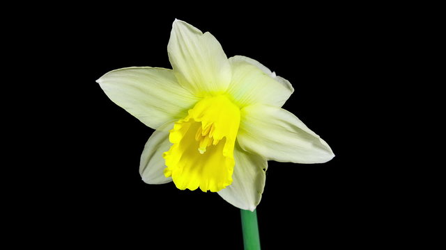 Yellow narcissus flower blooming timelapse