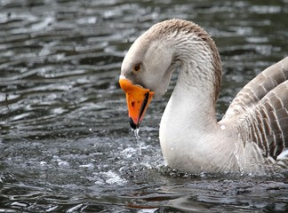 oie grise sur l'étang