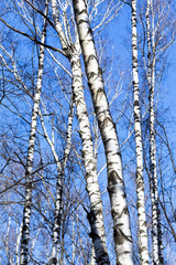 bare birch trunks with blue sky background