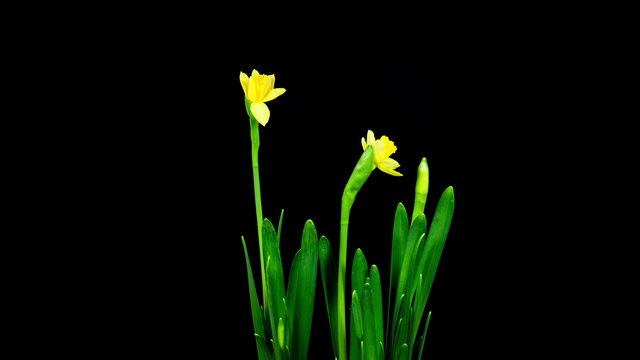 Bunch of small yellow narcissus flowers blooming timelapse