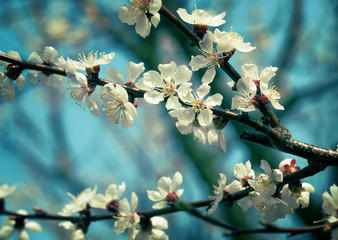 Spring Blooming Fruit Tree. Split Tone