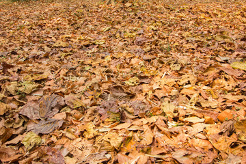 fallen leaves