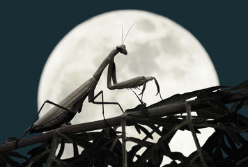 Praying mantis with full moon