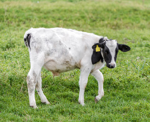 Young calf