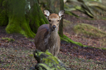 Sikahirsch ( Cervus nippon )