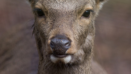 Sikahirsch ( Cervus nippon )
