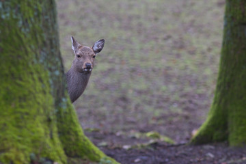 Sikahirsch ( Cervus nippon )
