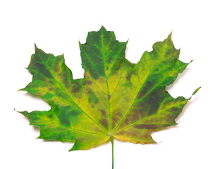 Multicolor maple-leaf. Close-up view