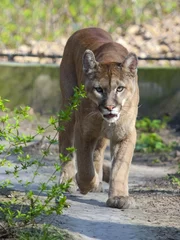 Fotobehang Poema A puma or cougar (Puma concolor) is coming  © belizar