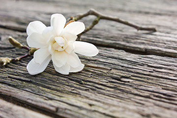 Fototapeta premium magnolia