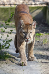 A puma or cougar (Puma concolor) is coming