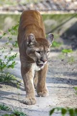 Foto op Aluminium Er komt een poema of cougar (Puma concolor) aan © belizar