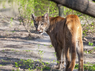 Puma or cougar (Puma concolor)