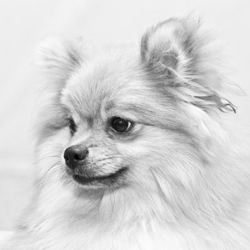 black and white portrait of a dog Spitz