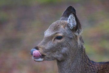 Sikahirsch ( Cervus nippon )
