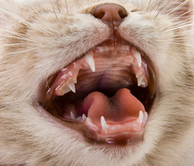 mouth kitten © tankist276
