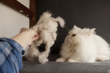 Cat and cat hair