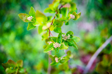 Young aronia in spring
